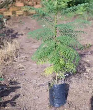 Jacaranda Tree Minimum Order Quantity 10.