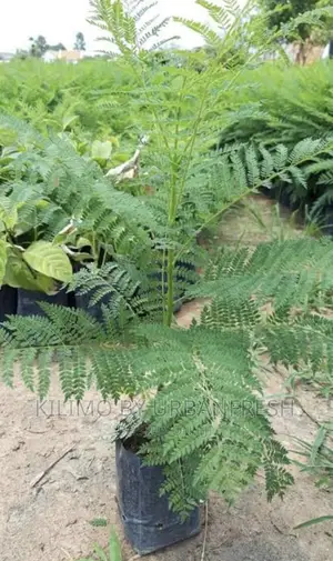Jacaranda Tree Minimum Order Quantity 10.