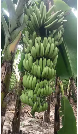 FH1A FH01 Ripening Banana Seedlings Moq 10