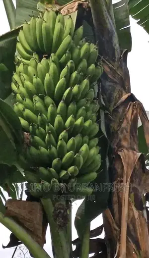 Grand Naine Cooking Ripening Banana Suckers Moq 10.