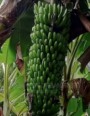 Williams Banana Suckers for Ripening Moq 10.