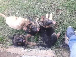 1-3 months Female Purebred German Shepherd