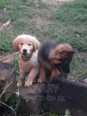 1-3 months Female Purebred German Shepherd