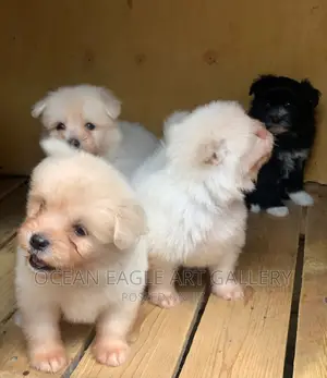 1-3 months Female Purebred Maltese