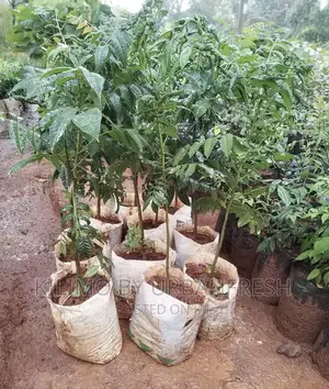 Red Mahogany Tree Seedlings. Moq 5