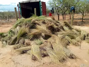 Thatching Grass Now Available