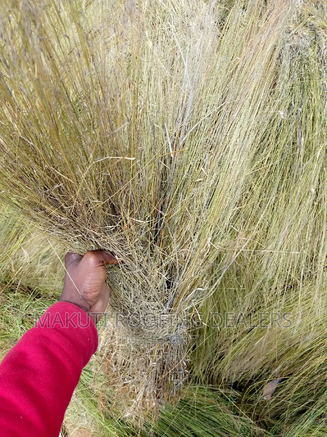 Thatching Grass Now Available