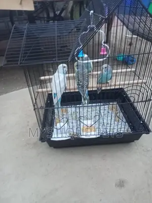 Budgise Birds