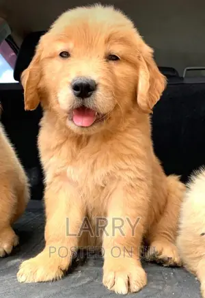 1-3 months Female Purebred Golden Retriever