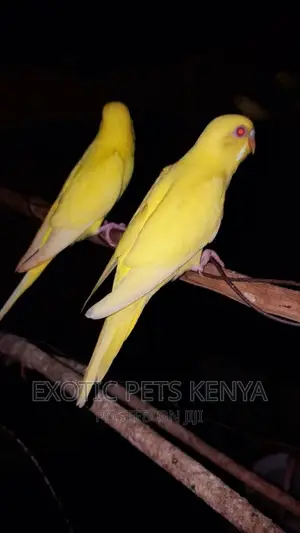Lutino Budgies