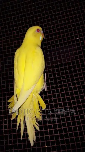 Lutino Budgies