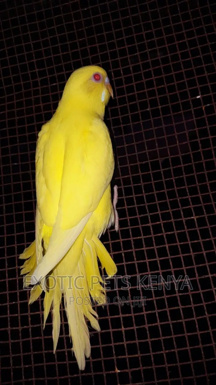 Lutino Budgies