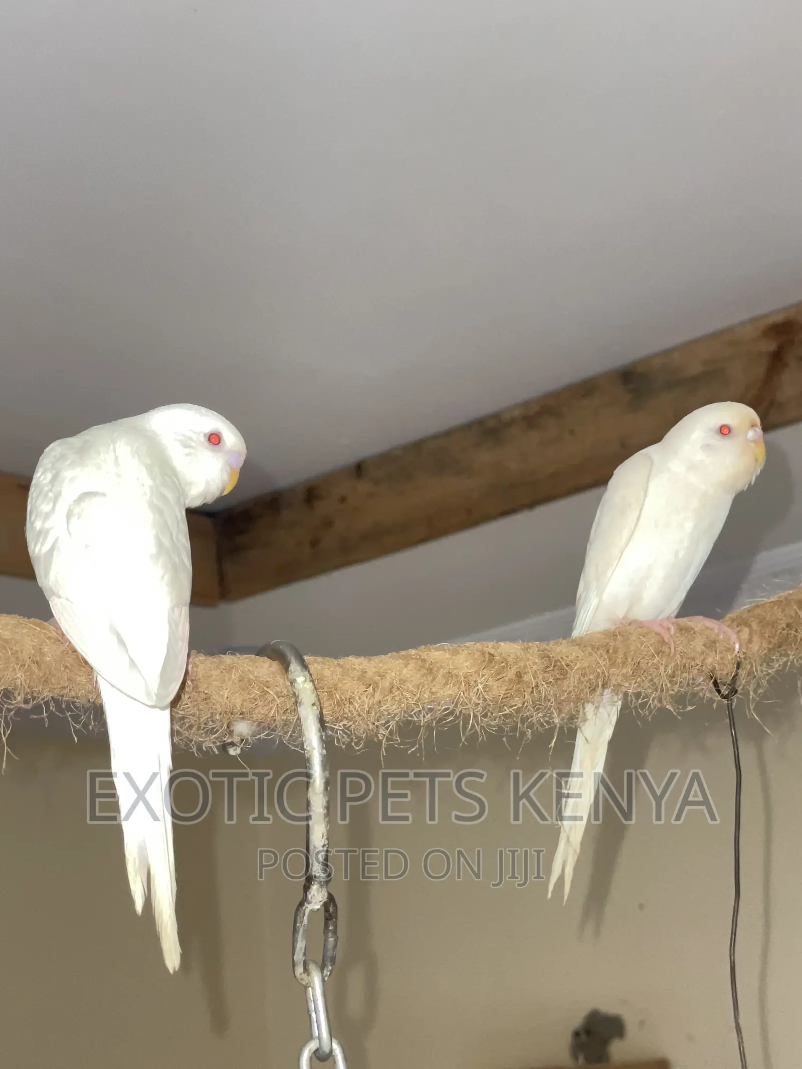 Albino Budgies