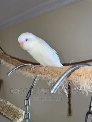 Albino Budgies