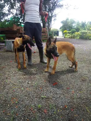 1-3 months Female Purebred Belgian Malinois