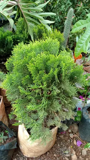 Northern White-Cedar, Eastern White-Cedar, or Arborvitae.