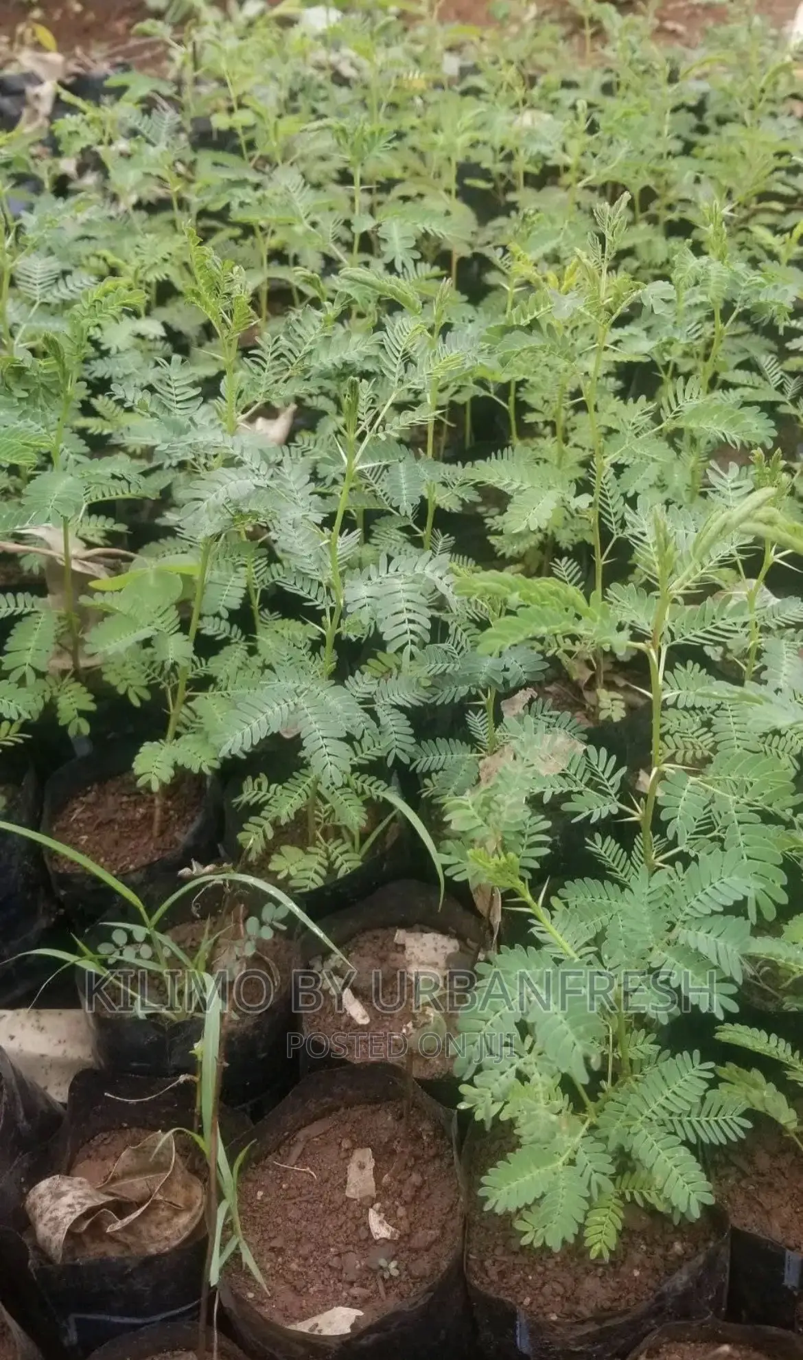 Acacia Tree Seedlings MOQ 50