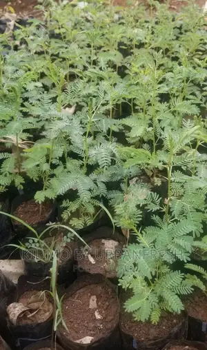 Acacia Tree Seedlings MOQ 50