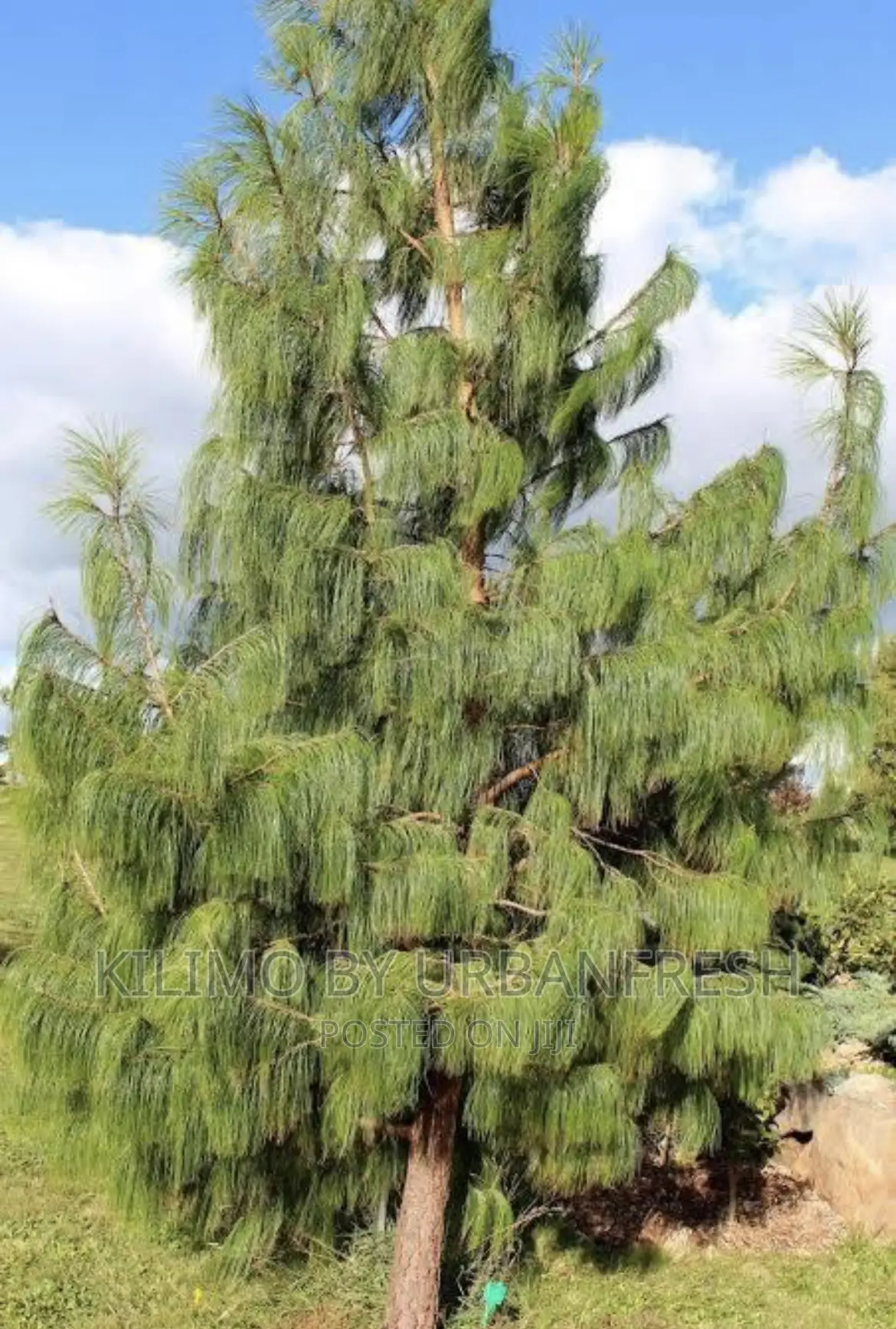Mexican Weeping Pine Tree Seedlings. Moq
