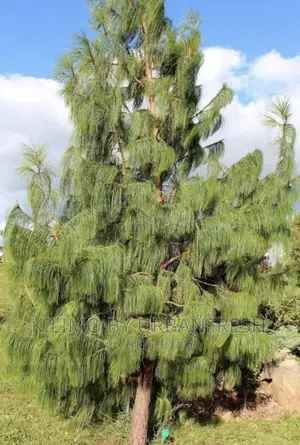 Mexican Weeping Pine Tree Seedlings. Moq
