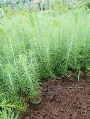 Mexican Weeping Pine Tree Seedlings. Moq