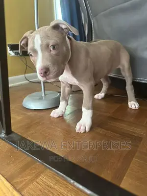 1-3 months Male Purebred American Bully