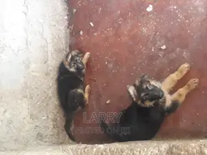 1-3 months Female Purebred German Shepherd