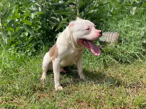 American Bully STUD Service / American Pitbull Pure Breeds