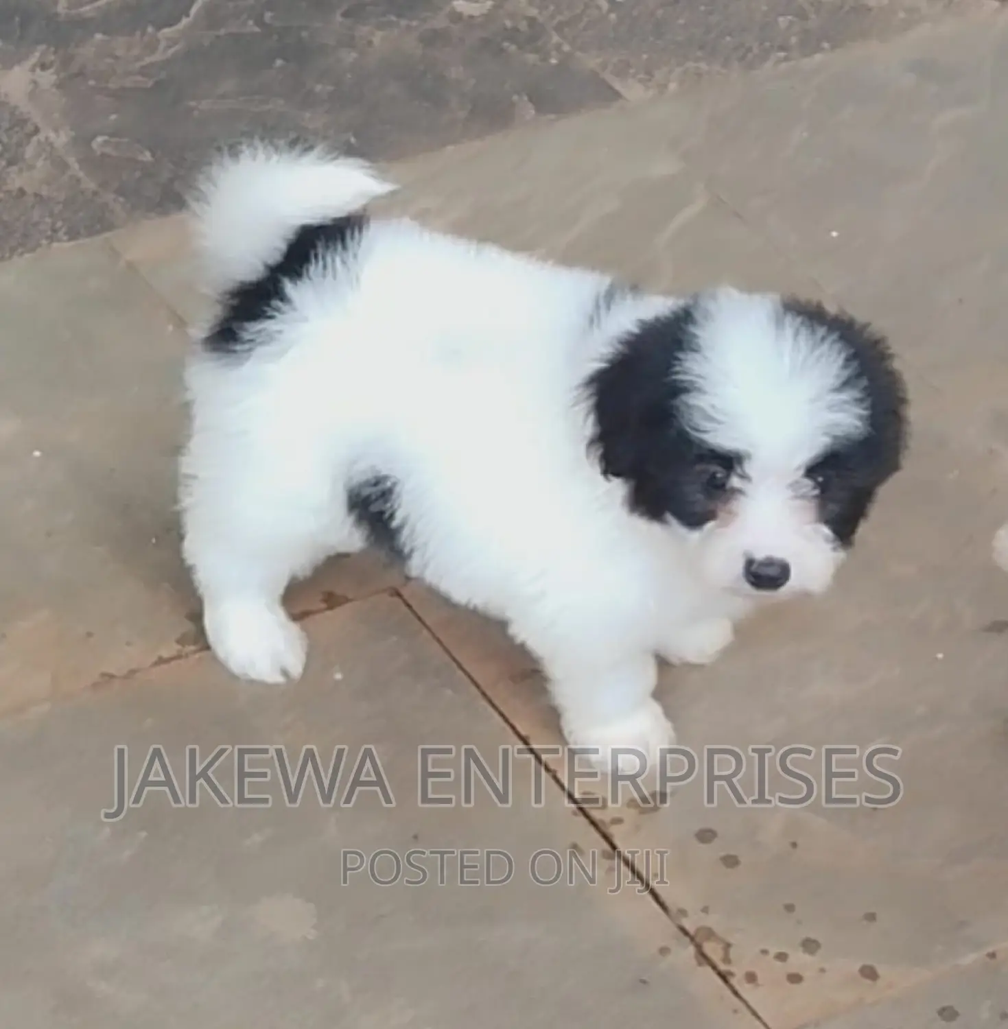1-3 months Male Purebred Japanese Spitz