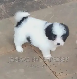 1-3 months Male Purebred Japanese Spitz