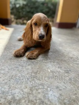3-6 months Female Purebred English Cocker Spaniel