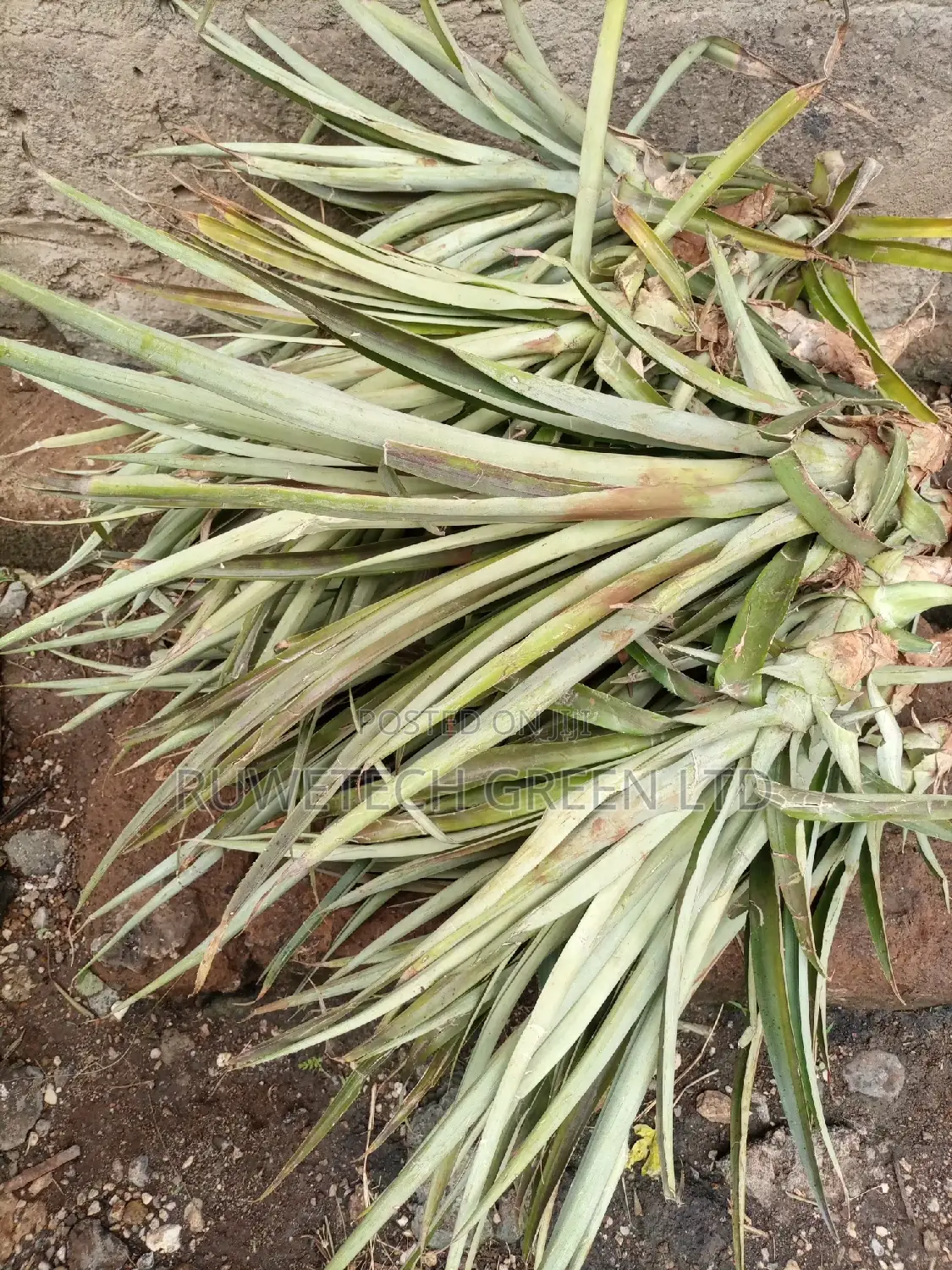 Pineapple Seedlings