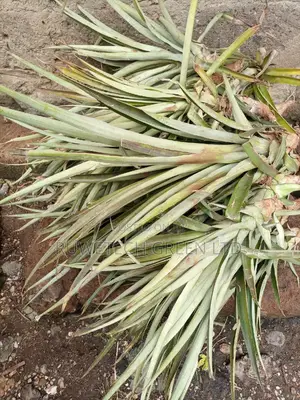 Pineapple Seedlings