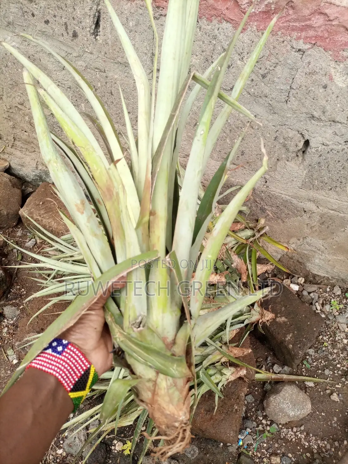 Pineapple Seedlings