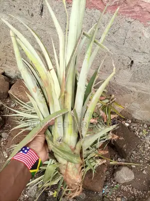 Pineapple Seedlings