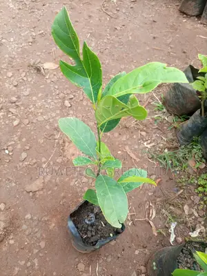 Jack Fruits Seedlings