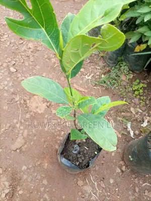 Jack Fruits Seedlings