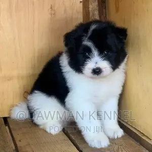 1-3 months Male Purebred Havanese