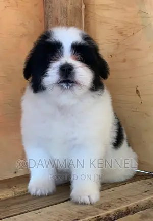 1-3 months Female Purebred Maltese