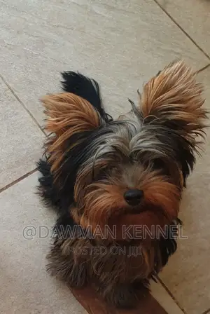 1-3 months Female Purebred Yorkshire Terrier