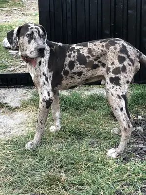 3-6 months Male Purebred Great Dane