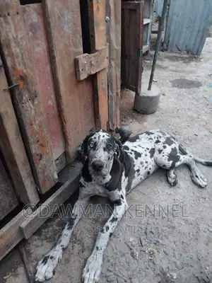 3-6 months Male Purebred Great Dane