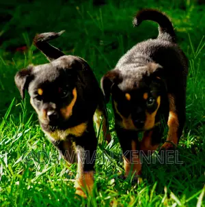 1-3 months Male Purebred Rottweiler