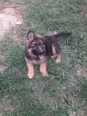 1-3 months Male Purebred German Shepherd