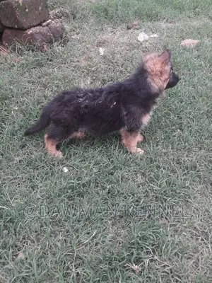 1-3 months Male Purebred German Shepherd