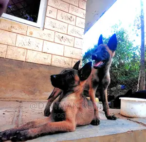 1-3 months Male Purebred Belgian Malinois