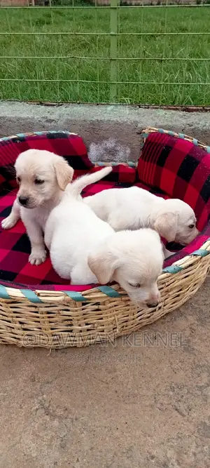 1-3 months Male Purebred Labrador Retriever
