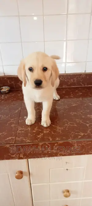 1-3 months Male Purebred Labrador Retriever