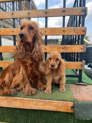 1-3 months Male Purebred Cocker Spaniel