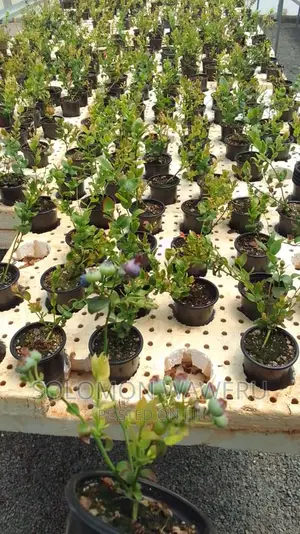 Welcome to Sowa Farm We Have the Best Quality Seedlings